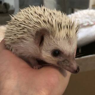 ハリネズミの里親を探しています