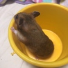 はみたん
