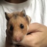 はみたん