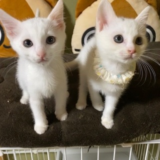 11/2・3阿倍野区昭和町猫カフェ譲渡会で里親募集