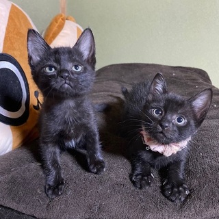 11/2・3阿倍野区昭和町猫カフェ譲渡会で里親募集