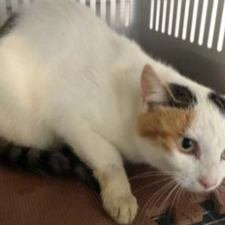 処分対象になります。収容期限11/7朝迄