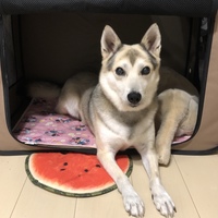苺