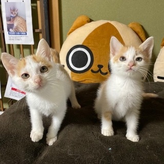 11/2・3阿倍野区昭和町猫カフェ譲渡会で里親募集