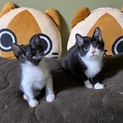 11/2・3阿倍野区昭和町猫カフェ譲渡会で里親募集