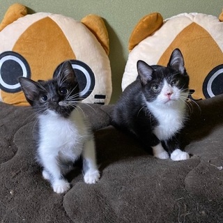 11/2・3阿倍野区昭和町猫カフェ譲渡会で里親募集