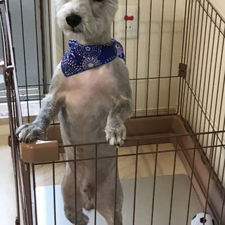 ミニチュアシュナウザー♂