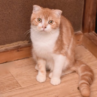 スコチィッシュフォールドのプリン！