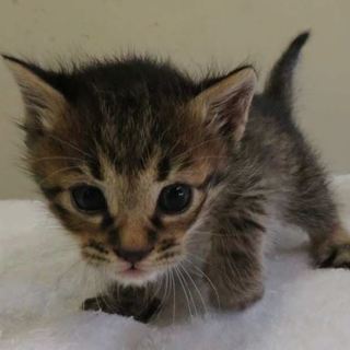 やんちゃ坊主だニャン！No.1にゃ～