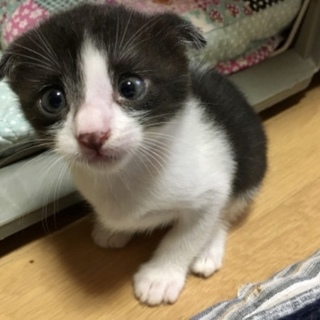 可愛い折れ耳の女の子　チーズちゃん