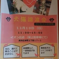 保護犬猫譲渡会