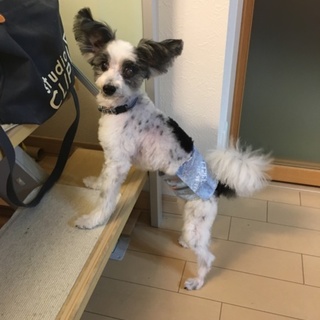 保護犬の里親さんを募集します