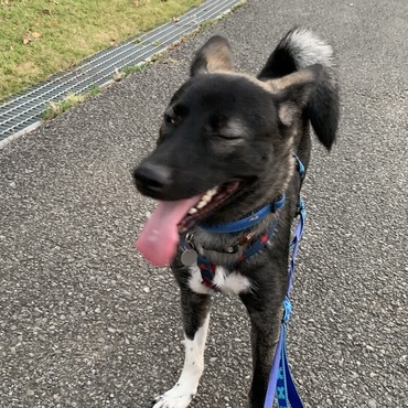 今日はスピがいなくなってから1匹で初めて知らない散歩犬と遊べたー