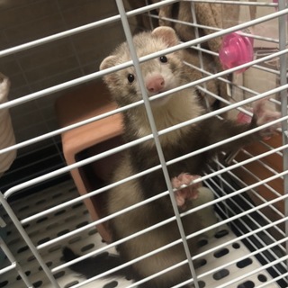 かわいいフェレット