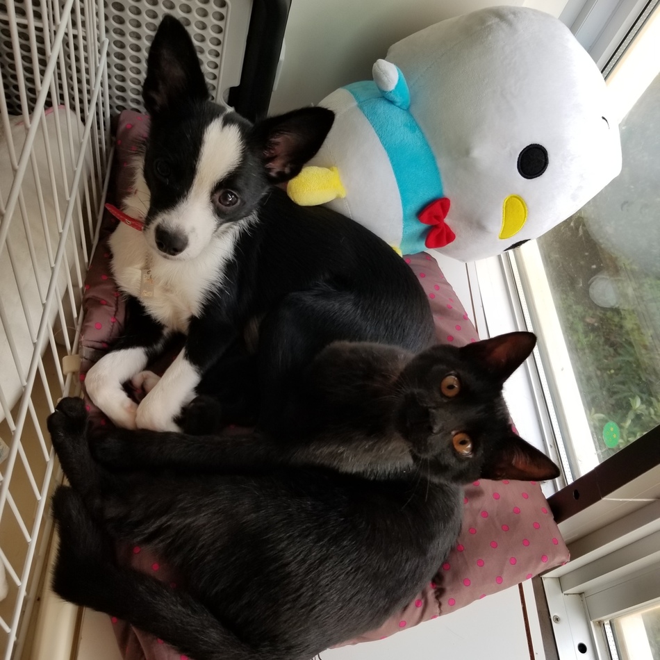 モーちゃんのカバー写真