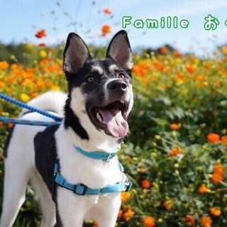 雑種の幼犬 おぐら君 里親募集！