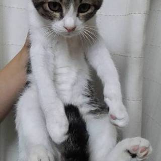 白キジの男の子