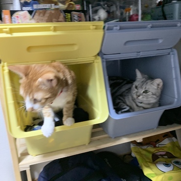 付かず離れず、可愛い猫ちゃんたちです