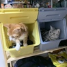 付かず離れず、可愛い猫ちゃんたちです