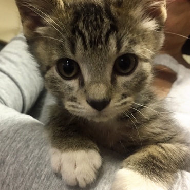 はじめまして、殿(との)です。よろしくお願いします。