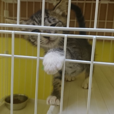 エイッ、ボクの左フックを受けてみろ