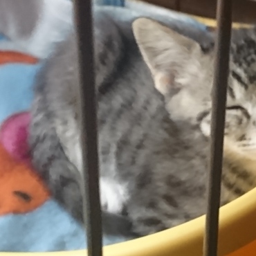 さっきまで「もっと遊びたい」アピールしてたのに