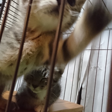 スマホに猫パンチする姫&遊び疲れて眠る殿