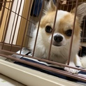 チワワ1歳