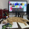 の写真