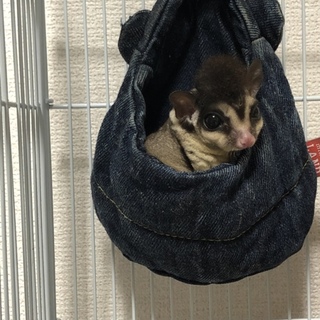 フクロモモンガの里親を募集しています