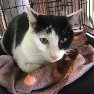 多頭飼育崩壊現場にいた白黒成猫♂