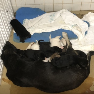 緑地公園の子です。授乳中の子犬がいます、