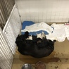 緑地公園の子です。授乳中の子犬がいます、 サムネイル2