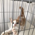 白茶の甘えん坊な男の子です。