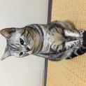 可愛がってきたんですが、手放さざるをえません。