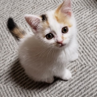 里親さん募集します