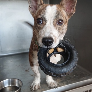 一時停止中  明るく活発、短足トラ柄、小さめ9キロ