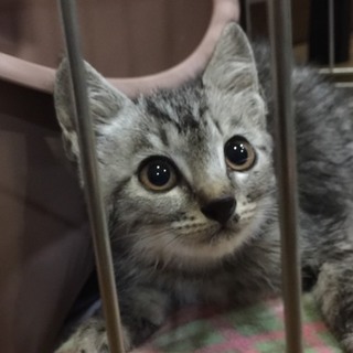 お外暮らしだった３兄妹のダッシュ君