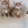 美柄の茶トラ兄弟♂生後1ヶ月 サムネイル3