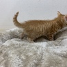 美柄の茶トラ兄弟♂生後1ヶ月 サムネイル5