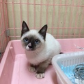 伯爵のような美しい猫