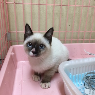 伯爵のような美しい猫