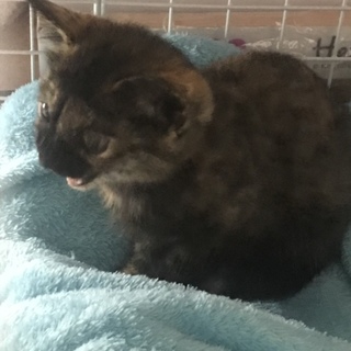 可愛い子猫3匹