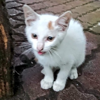 地域猫の現場に遺棄}【ΦωΦ】{白とび茶♂