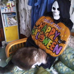 「うにちゃん、7歳の誕生日！」サムネイル2