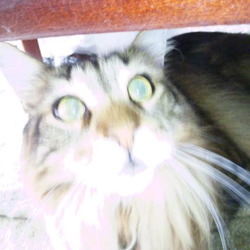 「うにちゃん、7歳の誕生日！」サムネイル3