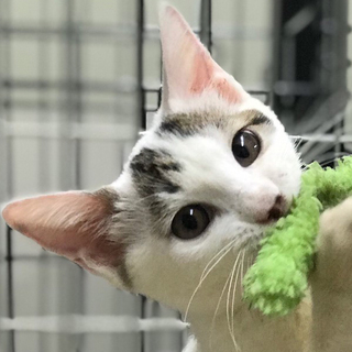 初対面でも超ゴロスリ女子★可愛い白キジみその