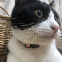 モモ