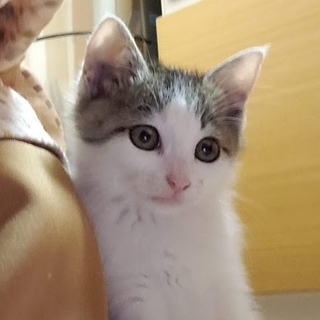 お目々パッチリすりごろのクレア姫