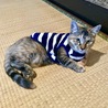 の写真